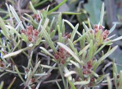 Gnaphalium pauciflorum