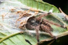 Psalmopoeinae
