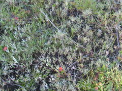 Gnaphalium pauciflorum