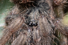 Psalmopoeinae