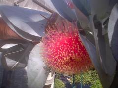 Eucalyptus macrocarpa