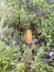 Trichonephila clavipes image
