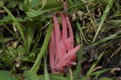 Clavaria rosea