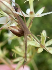 Pisaurina undulata image