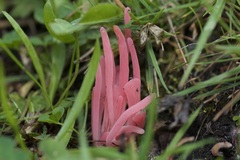 Clavaria rosea