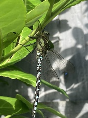 Aeshna cyanea