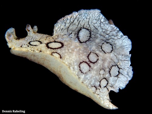 photo of Spotted Seahare (Aplysia dactylomela)