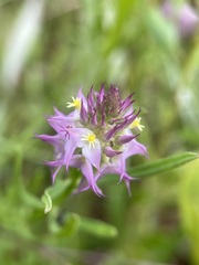 Polygala cruciata