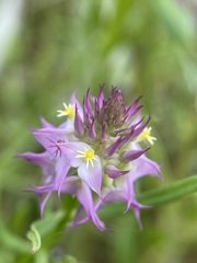 Polygala cruciata