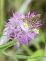 Polygala cruciata