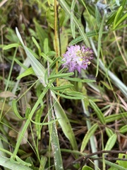 Polygala cruciata