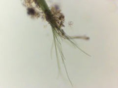 Microcoleus paludosus