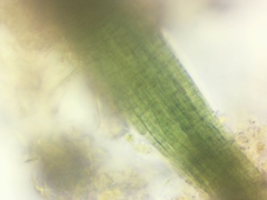 Microcoleus paludosus