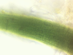 Microcoleus paludosus