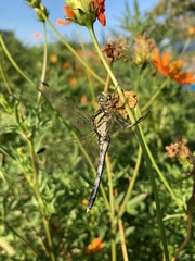 Orthetrum albistylum