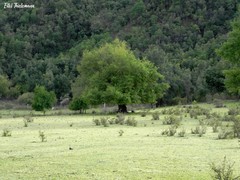 Nothofagus glauca