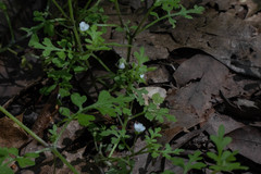 Nemophila parviflora