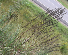 Erysimum marschallianum