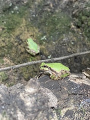 Hyla japonica