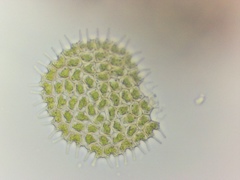 Pseudopediastrum boryanum longicorne