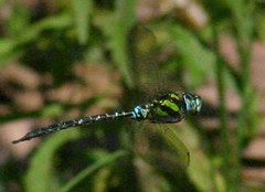 Rhionaeschna cornigera