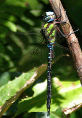 Rhionaeschna cornigera