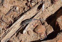 Meinertellidae