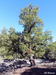 Nothofagus glauca