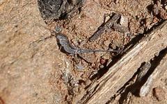 Meinertellidae
