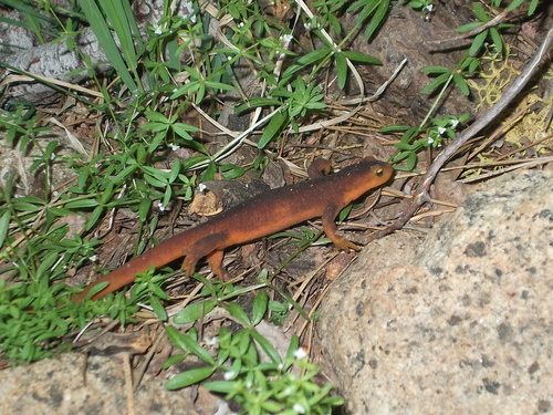 iNaturalist observation photo of Sierra Newt