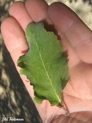 Nothofagus glauca