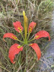 Lilium catesbaei image