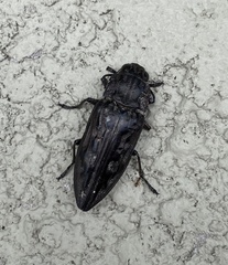 Chalcophora virginiensis