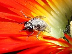 Megapalpus capensis