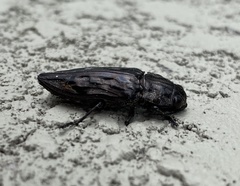 Chalcophora virginiensis