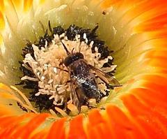 Megapalpus capensis
