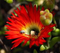 Megapalpus capensis