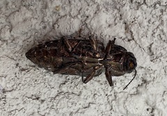 Chalcophora virginiensis