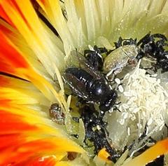 Megapalpus capensis