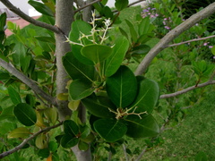 Apodytes dimidiata dimidiata