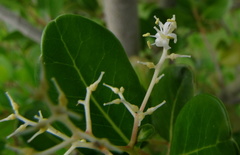 Apodytes dimidiata dimidiata