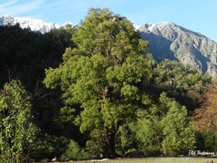 Nothofagus glauca