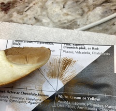 Cortinarius anomalus