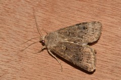 Agrotis bigramma