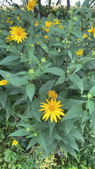Helianthus