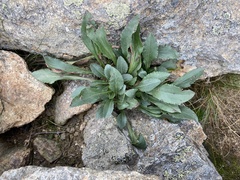 Solidago leiocarpa