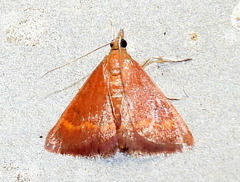 Pyrausta pseuderosnealis