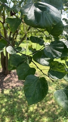 Cercis canadensis