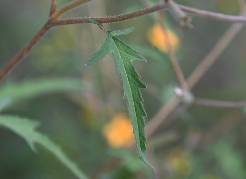 Image of Mentzelia isolata by (c) Mike Ostrowski, some rights reserved (CC BY-SA)