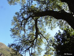 Nothofagus glauca